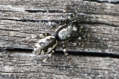 <i>Salticus zebraneus</i>