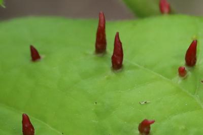 <i>Eriophyes tiliae</i>
