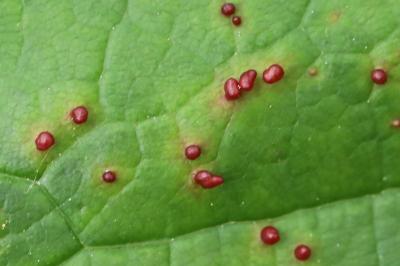 <i>Aceria</i>