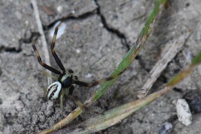 Misumène variable