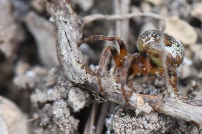 <i>Larinioides</i>