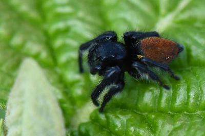 <i>Carrhotus xanthogramma</i>