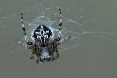 Agalenatea redii