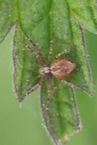<i>Philodromus</i>