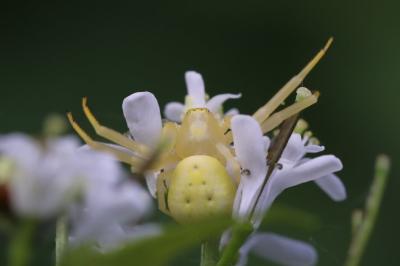 Misumène variable
