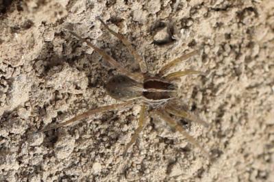 Lycoses renards