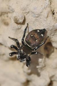 <i>Heliophanus kochii</i>