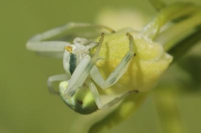 Misumène variable