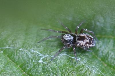 <i>Dictyna</i>
