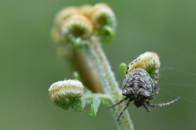 <i>Gibbaranea gibbosa</i>