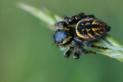 <i>Carrhotus xanthogramma</i>