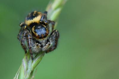 Carrhotus xanthogramma