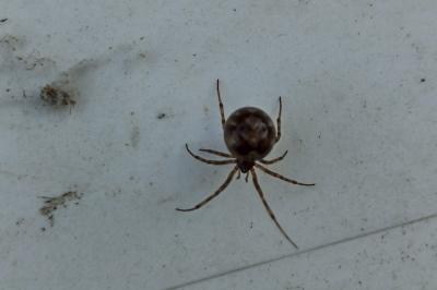<i>Steatoda triangulosa</i>