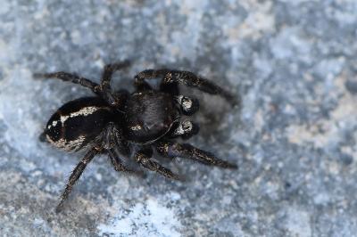 <i>Pellenes tripunctatus</i>