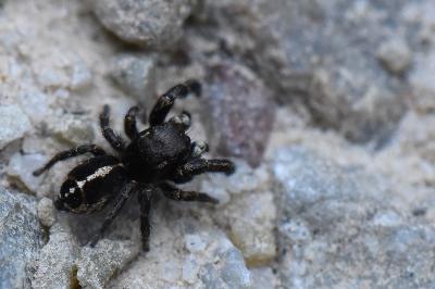 Pellenes tripunctatus