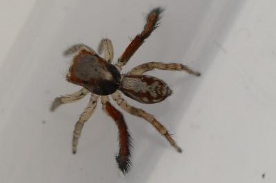 <i>Saitis barbipes</i>
