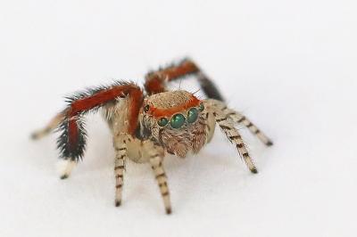 <i>Saitis barbipes</i>
