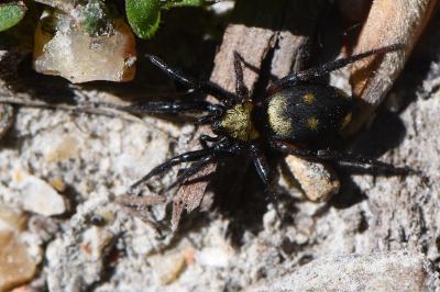 <i>Callilepis</i>