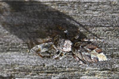 <i>Marpissa muscosa</i>