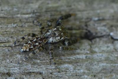 <i>Marpissa muscosa</i>
