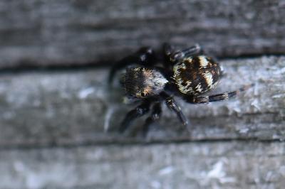 <i>Pseudeuophrys erratica</i>
