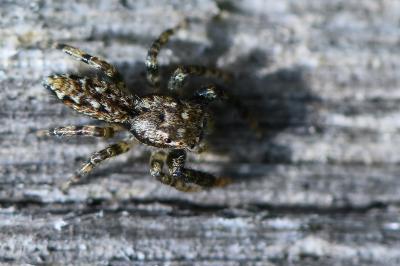 <i>Marpissa muscosa</i>
