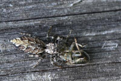 <i>Marpissa muscosa</i>