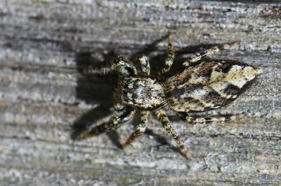 <i>Marpissa muscosa</i>