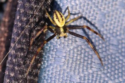 Misumène variable