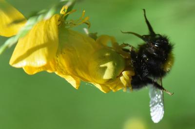 Misumène variable