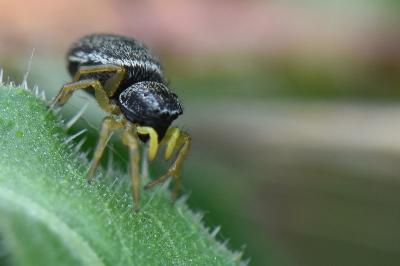 <i>Heliophanus flavipes</i>