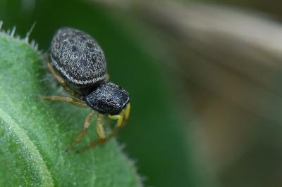 <i>Heliophanus flavipes</i>
