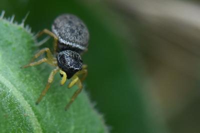 <i>Heliophanus flavipes</i>