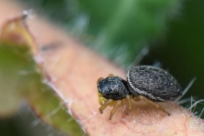 <i>Heliophanus flavipes</i>