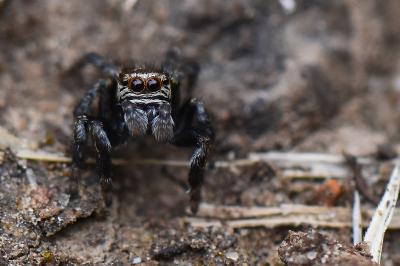 <i>Evarcha arcuata</i>