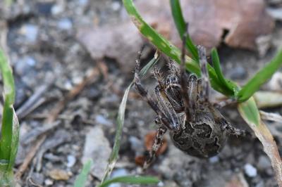 <i>Larinioides sclopetarius</i>