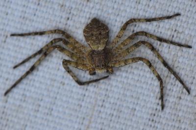 <i>Philodromus</i>