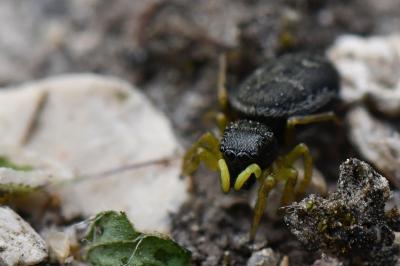 <i>Heliophanus flavipes</i>