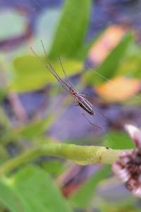 <i>Tetragnatha</i>