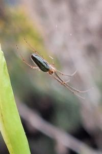 <i>Tetragnatha</i>