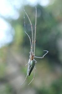 <i>Tetragnatha</i>