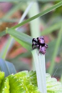 <i>Evarcha arcuata</i>