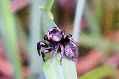 <i>Evarcha arcuata</i>