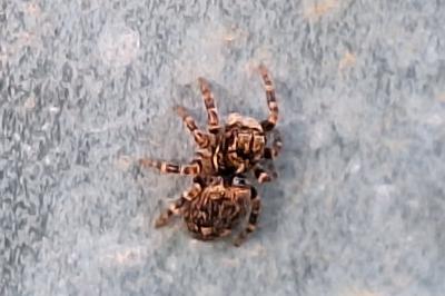 <i>Pseudeuophrys erratica</i>