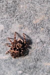 <i>Pseudeuophrys erratica</i>