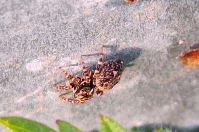 <i>Pseudeuophrys erratica</i>