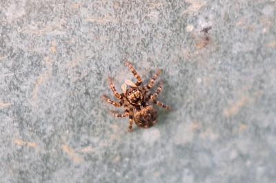 <i>Pseudeuophrys erratica</i>