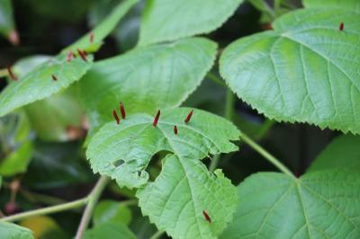 <i>Eriophyes tiliae</i>