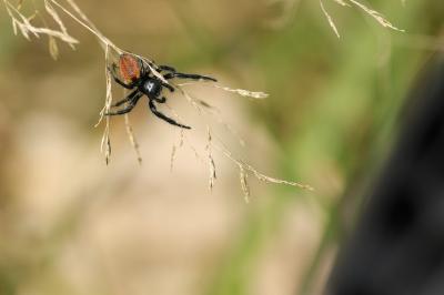 <i>Carrhotus xanthogramma</i>