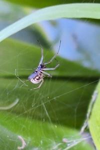<i>Frontinellina frutetorum</i>